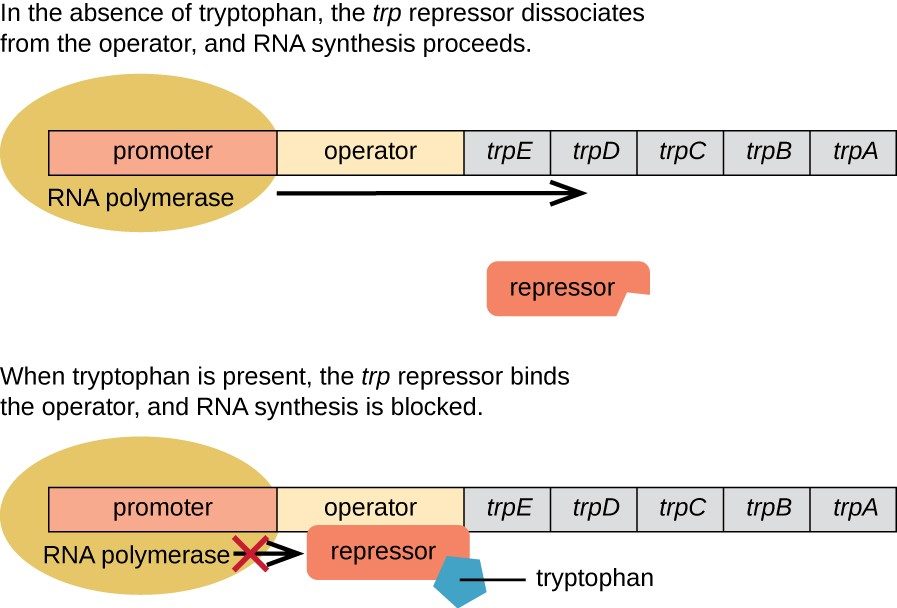 trp operon