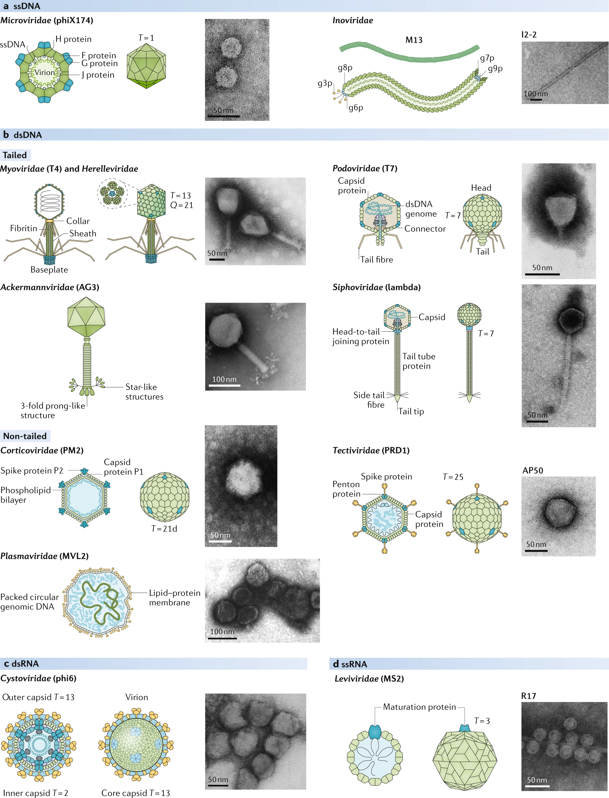 Phage morphology