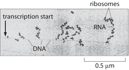 Concurrent transcription and translation