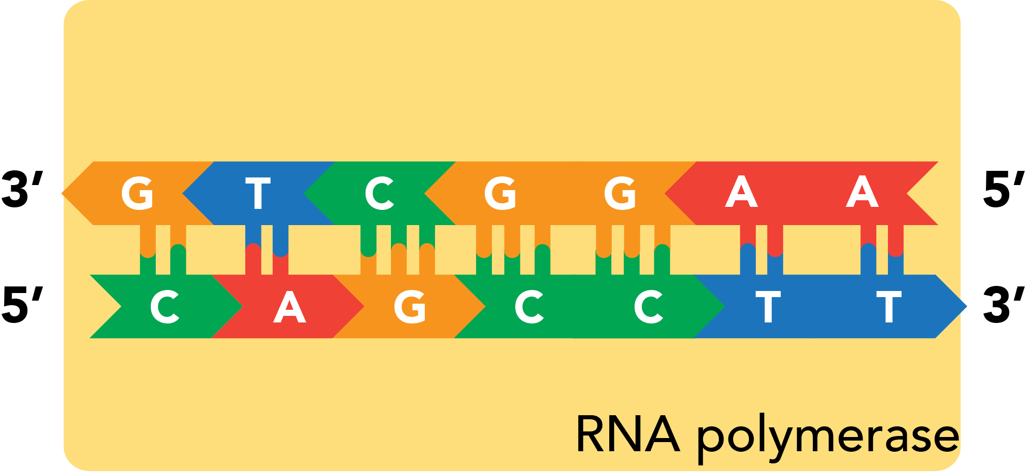 Transcription: RNA polymerase binding