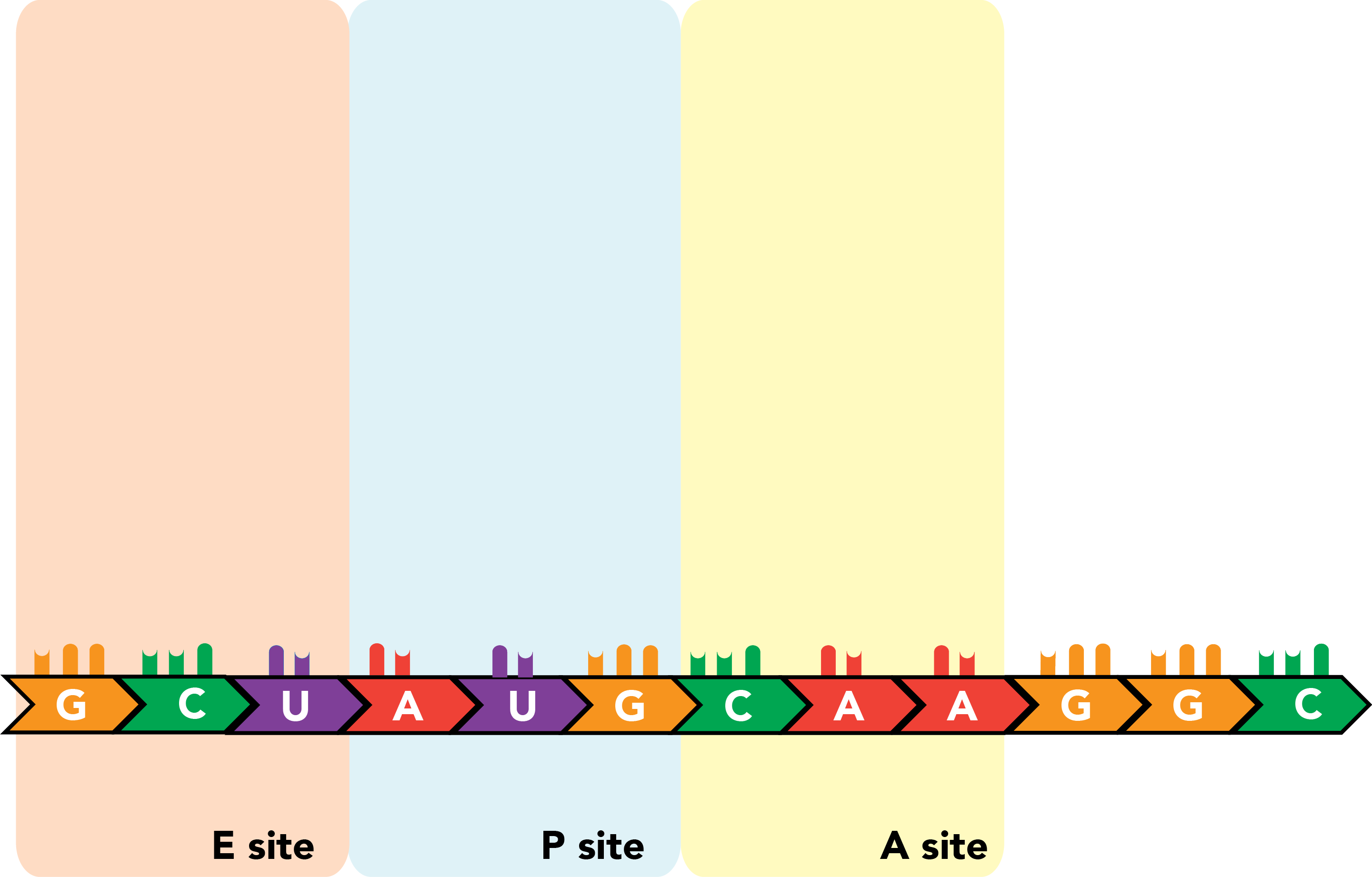 Ribosomal binding sites