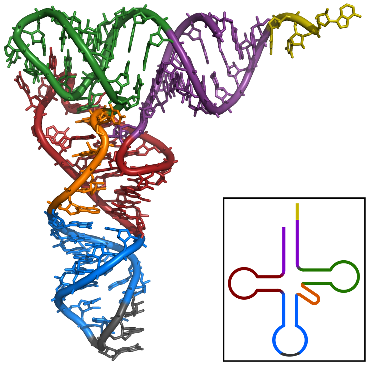 Figure showing the 3D
structure of yeast tRNA-Phe.