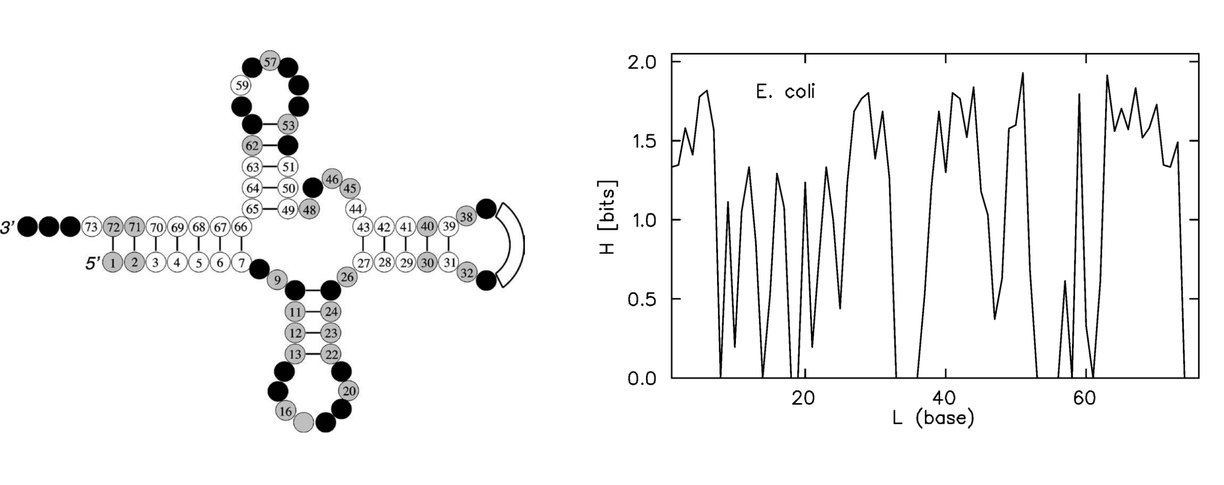 tRNA entropic profile