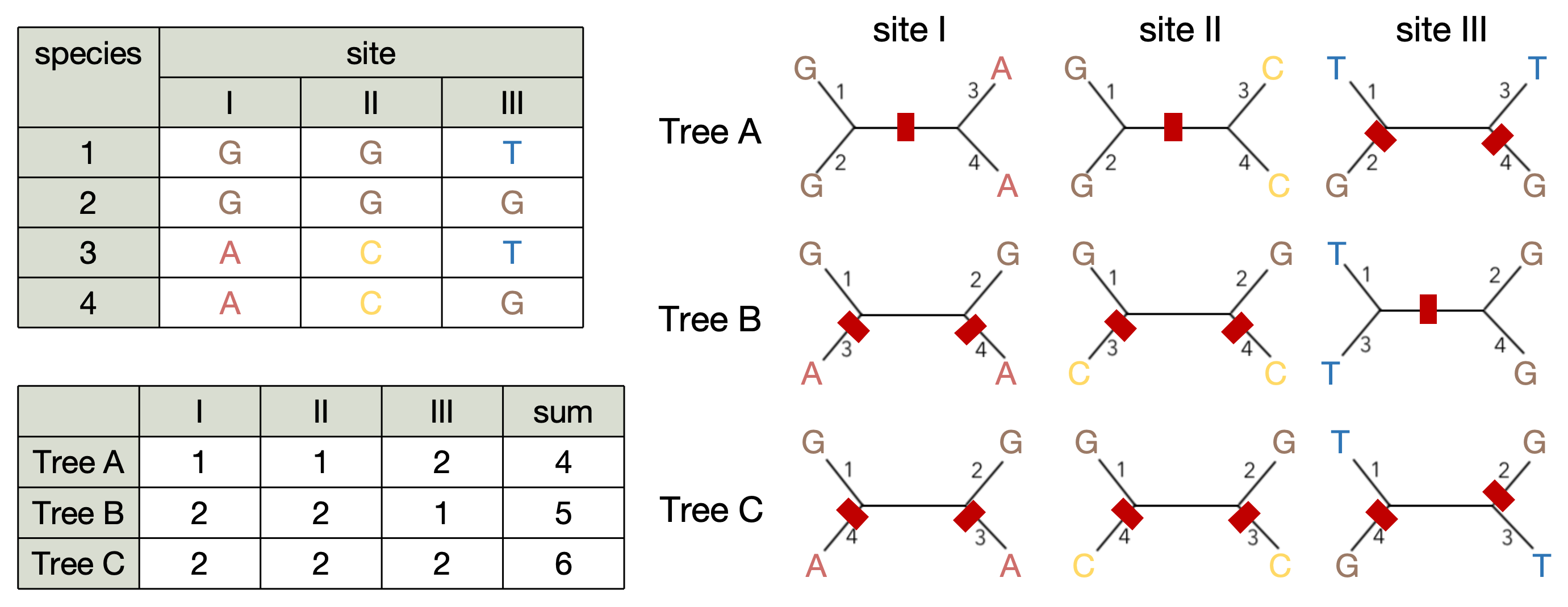 Fitch parsimony algorithm.